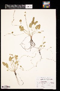 Ranunculus cymbalaria image