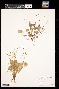 Ranunculus cymbalaria image