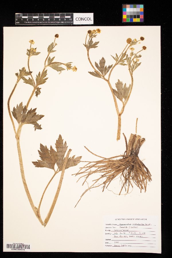 Ranunculus cymbalaria image