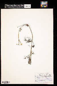 Ranunculus flabellaris image