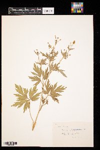 Ranunculus pensylvanicus image