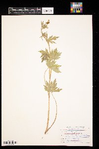 Ranunculus pensylvanicus image