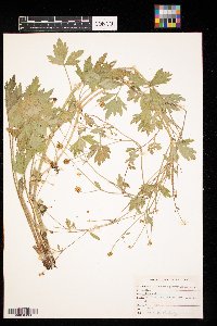 Ranunculus pensylvanicus image