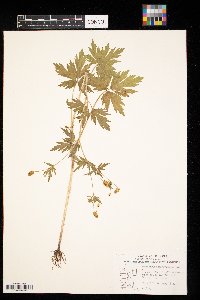 Ranunculus pensylvanicus image