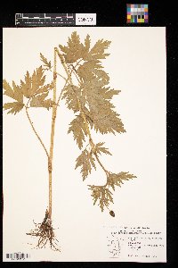 Ranunculus pensylvanicus image