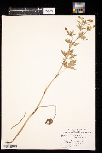 Ranunculus pensylvanicus image