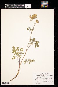 Thalictrum venulosum image