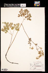 Thalictrum venulosum image