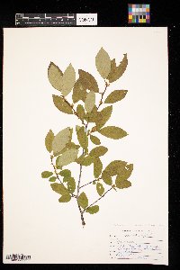 Rhamnus alnifolia image