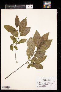 Rhamnus alnifolia image