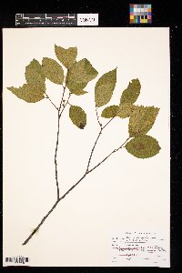Rhamnus alnifolia image