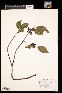 Rhamnus alnifolia image