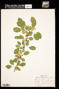 Rhamnus cathartica image