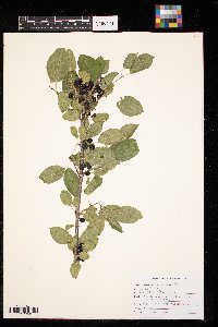 Rhamnus cathartica image