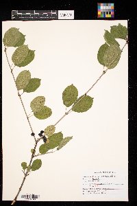 Rhamnus cathartica image