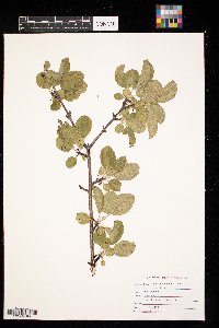 Rhamnus cathartica image