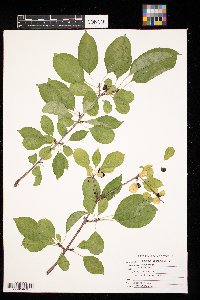 Rhamnus cathartica image