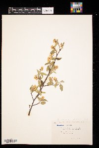 Amelanchier alnifolia image