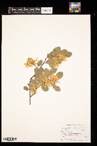 Amelanchier alnifolia image