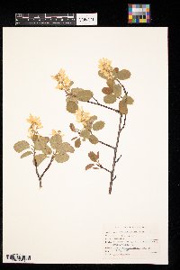 Amelanchier alnifolia image