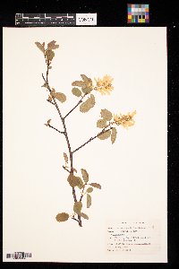 Amelanchier alnifolia image