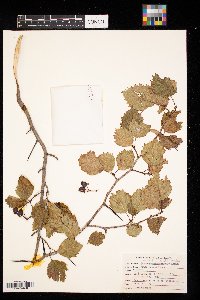 Amelanchier ovalis image