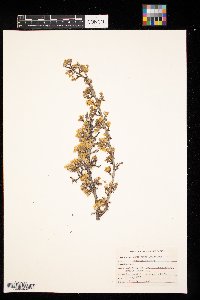 Cercocarpus ledifolius image