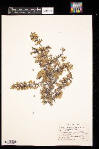 Cercocarpus ledifolius image