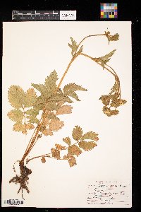 Drymocallis arguta image