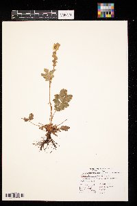 Drymocallis arguta image