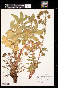 Drymocallis arguta image