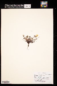 Potentilla nivea image