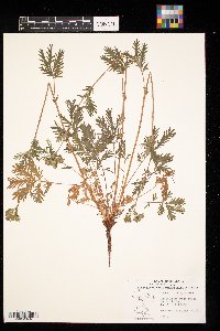 Potentilla pensylvanica image