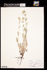 Potentilla pensylvanica image