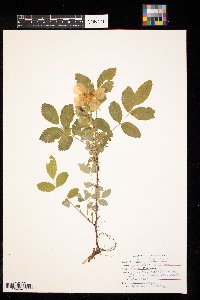 Rosa acicularis image