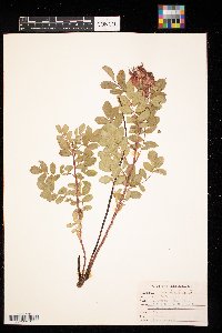 Rosa arkansana image