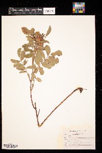 Rosa arkansana image