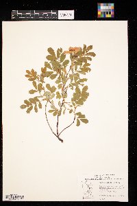 Rosa arkansana image