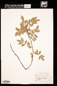 Rosa arkansana image