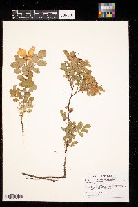 Rosa arkansana image