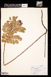 Rosa arkansana image