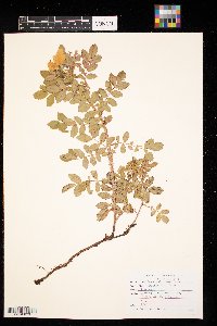 Rosa arkansana image