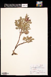 Rosa arkansana image