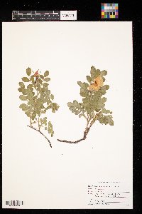 Rosa arkansana image