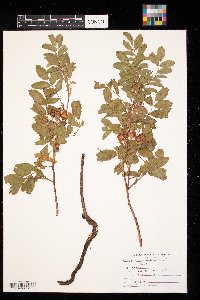 Rosa arkansana image
