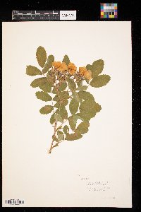 Rosa woodsii image