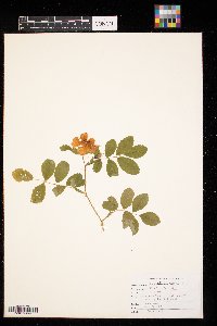 Rosa woodsii image