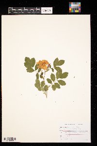 Rosa woodsii image