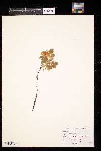 Rosa woodsii image