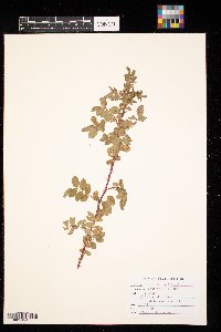 Rosa woodsii image